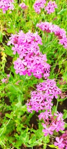 ムシトリナデシコ 4苗 可愛い ピンク 花 毎年咲く 可愛い 初心者 ガーデニング プランター 鉢植え イングリッシュガーデン