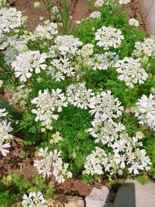 10苗　オルレア　オルラヤ　毎年咲く　花　苗　花苗　ガーデニング　イングリッシュガーデン　ボーダーガーデン　鉢植え　プランター　花壇