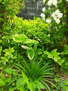 アマドコロ　宿根草　多年草　無農薬　食べる　観葉植物　生け花 ナルコユリ リーフ グランドカバー　ガーデニング 班入り　苗　おまけ付き