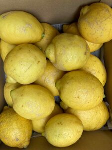 静岡県産無農薬レモン　2.5キロ 外観不良　農家直送