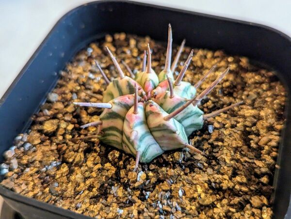 多肉植物　ユーフォルビア　メロフォルミス錦　オス株　カキ仔発根管理中！　オベサ　バリダ　ホリダ　鉄甲丸　蘇鉄麒麟　峨眉山