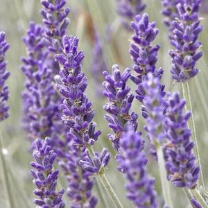  lavender silver Sand less pesticide herb 