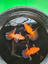 土佐錦明け２才。金魚。_画像7