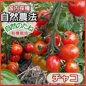 チャコ　ミニトマト　トマトの種　野菜の種　タネ　ミニトマトの種　自然農法　国内採種　　家庭菜園　　プランター　有機野菜　10粒