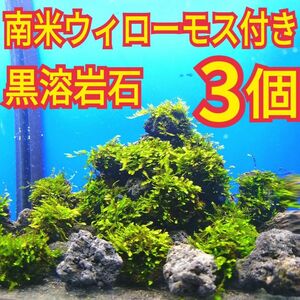 3個 南米ウィローモス 無農薬 黒 溶岩石 ミナミヌマエビ レッドビーシュリンプ 水草 隠れ家 メダカ グッピー アクアリウム