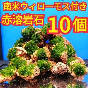 10個 南米ウィローモス 無農薬 赤 溶岩石 ヤマトヌマエビ ミナミヌマエビ 水草 隠れ家 アクアリウム グッピー 金魚 メダカ