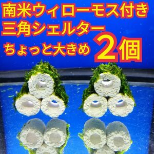 2個 南米ウィローモス 無農薬 ちょっと大きめ 三角シェルター 水草 稚エビ 隠れ家 グッピー メダカ 金魚 アクアリウム 熱帯魚