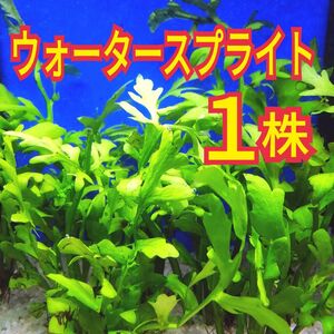 1株 ウォータースプライト 水草 水槽 レイアウト メダカ グッピー エビ 金魚 熱帯魚 アクアリウム 初心者 浮草