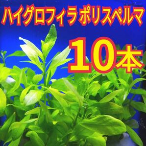 10本 ハイグロフィラ ポリスペルマ 水草 水槽 レイアウト メダカ グッピー エビ 金魚 熱帯魚 アクアリウム 初心者 浮草