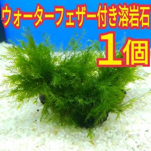 1個 ウォーターフェザー ホウオウゴケ 鳳凰苔 無農薬 溶岩石 エビ レッドビーシュリンプ 水草 メダカ グッピー アクアリウム