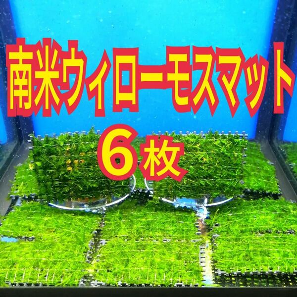 6枚 南米ウィローモス マット 無農薬 ミナミヌマエビ レッドビーシュリンプ メダカ グッピー 金魚 水草 水槽 レイアウト