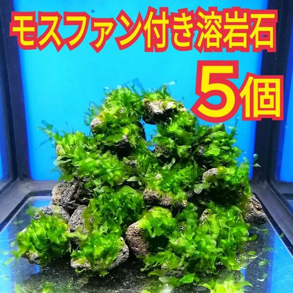 5個 モスファン ゼニゴケ 溶岩石 無農薬 ミナミヌマエビ 水草 隠れ家 メダカ グッピー ベタ アクアリウム 水槽 レイアウト