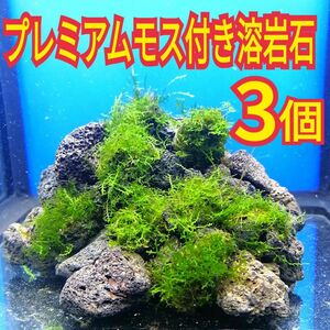 3個 プレミアムモス 無農薬 黒 溶岩石 ミナミヌマエビ 水草 隠れ家 メダカ グッピー アクアリウム 水槽 レイアウト