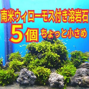 ちょっと小さめ 5個 南米ウィローモス 無農薬 溶岩石 ミナミヌマエビ 水草 メダカ グッピー レッドビーシュリンプ 水草