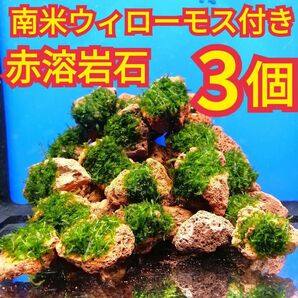 3個 南米ウィローモス 無農薬 赤 溶岩石 ヌマエビ 水草 隠れ家 アクアリウム グッピー 金魚 メダカ ベタ 水槽 レイアウト