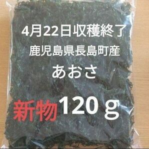 ４月22日収穫終了　鹿児島県長島町産　あおさ　あおさのり　乾燥あおさ