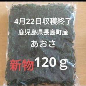 ４月22日収穫終了　鹿児島県長島町産　あおさ　あおさのり　乾燥あおさ