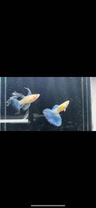 Guppy's [роскошь] Rrea Long Finn Long Yeard Ribbon Blue Paz Guppy 1 пара