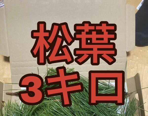 3000g 即購入可　即日発送　岡山県　黒松　枝付き松葉　農薬：栽培期間中不使用 紅まどんな