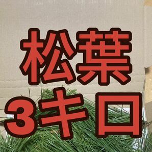 3000g 即購入可　即日発送　岡山県　黒松　枝付き松葉　農薬：栽培期間中不使用