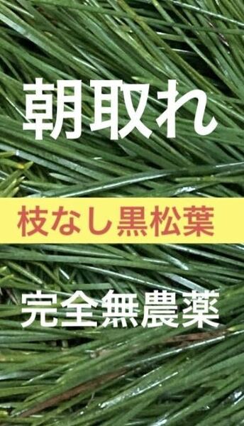 枝なし黒松葉400グラム即購入可　即日発送　岡山県　無農薬