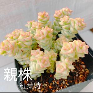 パステル 小苗 斑入り カット苗 1本 多肉植物 初心者さん 寄せ植えにもオススメ 小米星 錦  クラッスラ属の画像3