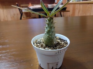 パキポディウム 国内実生苗 Pachypodium グラキリス 塊根植物 美形 パキポディウム　グラキリス　とてもバランス良い形に育っています！