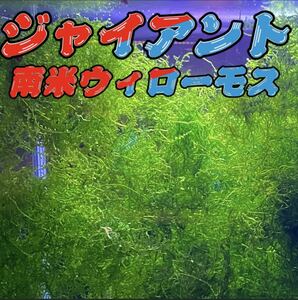 ジャイアント南米ウィローモス無農薬無添加　手の平1個分