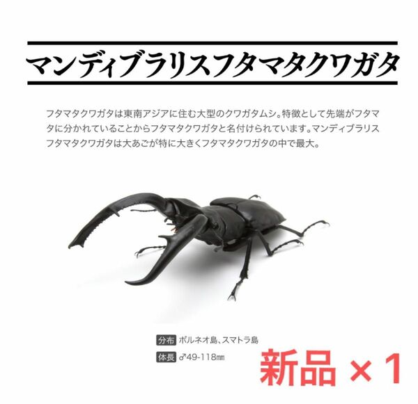 いきもの大図鑑 マンディブラリスフタマタクワガタ バンダイ