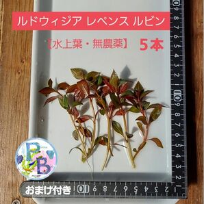 ルドウィジア レペンス ルビン 【水上葉・無農薬】５本 / ６００円