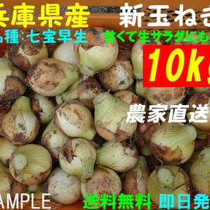 【送料無料】兵庫県産 新玉ねぎ 10kg 農家直送 早生 サラダ玉葱の画像1