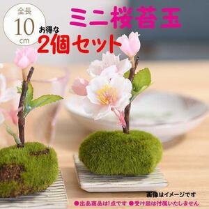 Art hand Auction 【新品/2個セット】ミニ桜苔玉 造花 花材 置物 インテリア アートフラワー, ハンドクラフト, 手工芸, アートフラワー, 押し花, アレンジメント