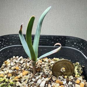 【1科1属1種】2024.2.25 播種 奇想天外 ウェルウィッチア ミラビリス Welwitschia mirabilis 検）塊根 多肉 サボテン 珍奇 希少