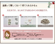 父の日 松盆栽 松 五葉松 丸小鉢 樹齢 5年 お菓子 セット 神戸プリン 人気 ランキング 60代 70代 和 鉢植え 癒やし ぼんさい_画像7