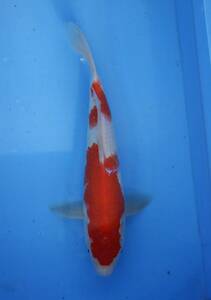 ≡　糸福　≡　紅白　２歳　３３ｃｍ　