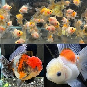 【キリマル】親魚掲載!全て四ツ尾！ローズテールオランダ稚魚20匹 3.5〜5cm ①