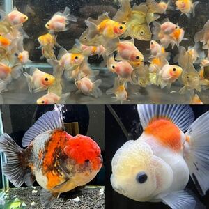 【キリマル】親魚掲載!全て四ツ尾！ローズテールオランダ稚魚20匹 3.5〜5cm ③