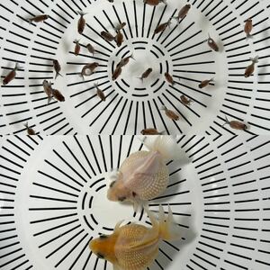 【キリマル】親魚掲載！まん丸系統シルクピンポンパール稚魚40匹