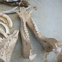 動物の骨　イノシシ　牙　鹿の角　ジャンク_画像6