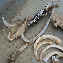 動物の骨　イノシシ　牙　鹿の角　ジャンク_画像7