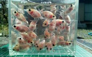 江戸錦　稚魚　約2.5cm～3.2cm前後　5匹　【パンダ目・黒目】　