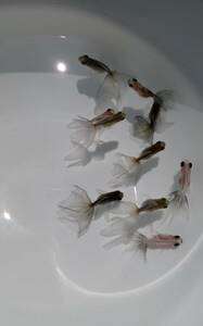 ロングテールキャリコ蝶尾　稚魚　約2.5cm～3.5cm前後　10匹　