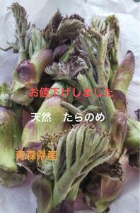 天然　タラの芽！お一人様限定　