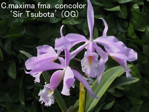 ★洋蘭★原種★カトレアC.maxima fma. concolor 'Sir Tsubota' self苗３株の出品