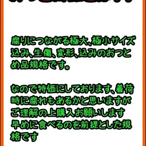 送料込！！超特価！！愛媛県中島産カラマンダリンおつとめ品箱込10㎏(賞味9㌔+保証量0.5㌔)産地直送④の画像6