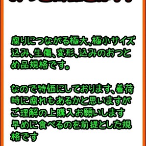 fm現地中島郵便局より発送！！超特価！！愛媛県中島産カラマンダリンおつとめ品箱込15㎏(賞味13㌔+保証量1㌔+箱1㌔)産地直送④の画像6