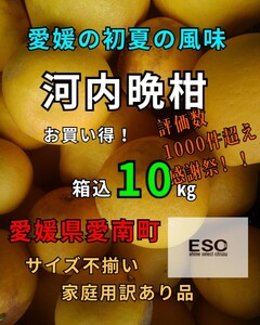 感謝祭！！ヤフオク評価数1000件記念！愛媛県産河内晩柑箱込10㎏(賞味9.5㌔)家庭用サイズ不揃い・産地直送 ②