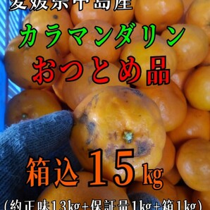 os現地中島郵便局より発送！！超特価！！愛媛県中島産カラマンダリンおつとめ品箱込15㎏(賞味13㌔+保証量1㌔+箱1㌔)産地直送①の画像1