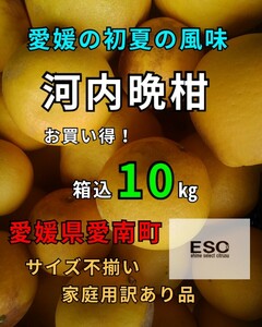 送料込！！愛媛県産河内晩柑箱込10㎏(賞味9.5㌔)家庭用サイズ不揃い・産地直送 ①