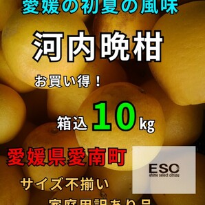 送料込！！愛媛県産河内晩柑箱込10㎏(賞味9.5㌔)家庭用サイズ不揃い・産地直送 ③の画像1